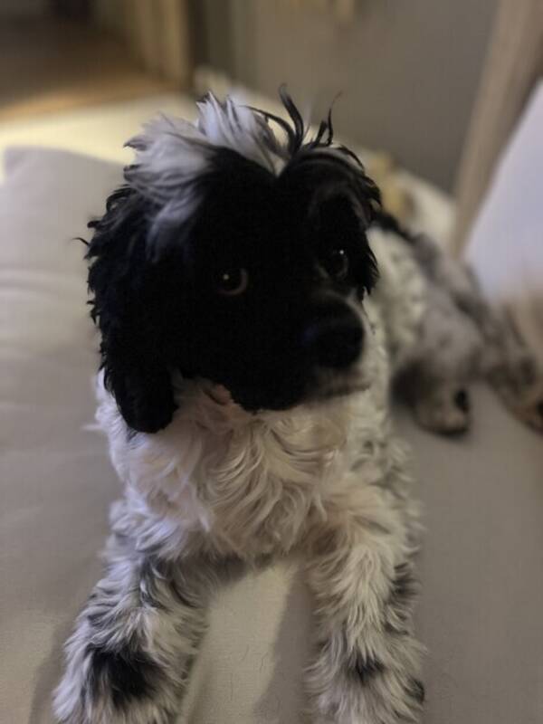 Hund - Cockerpoo-BoboGirl Hund - Cockerpoo-BoboGirl