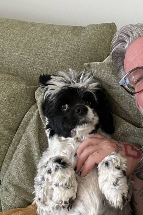 Hund - Cockerpoo-BoboGirl Hund - Cockerpoo-BoboGirl