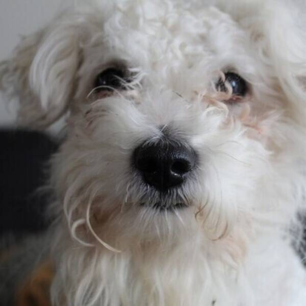 Hund - Bichon frise 