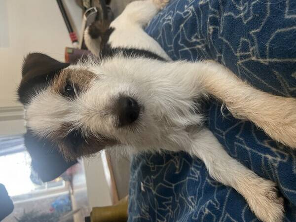 Hund - Jack russell 