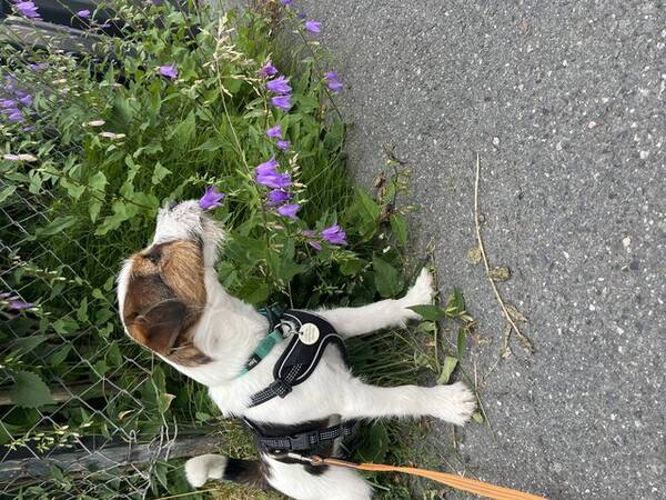 Hund - Jack russell 