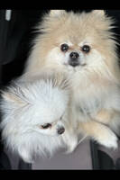 Pomeranian Shira og Sophia