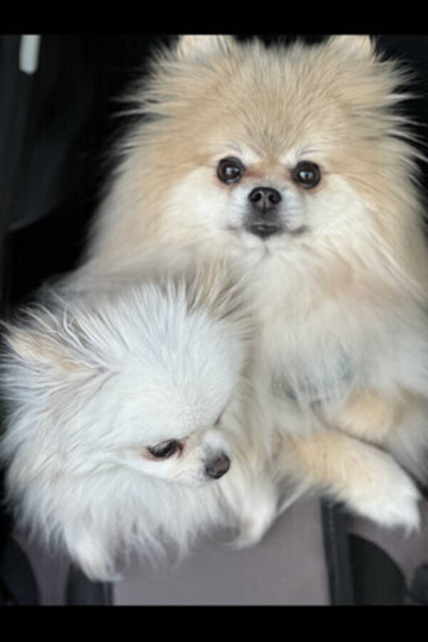 Hund - Pomeranian Shira og Sophia