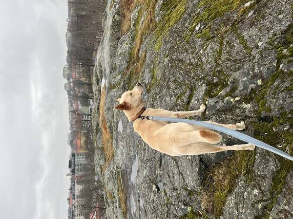 Hund - Blandras Bella