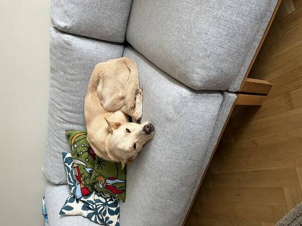 Hund - Blandras Bella