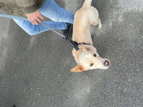 Hund - Blandras Bella