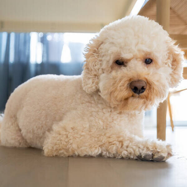 Hund - Viggo