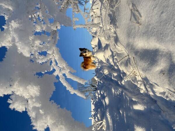 Hund - Islandsk frehund