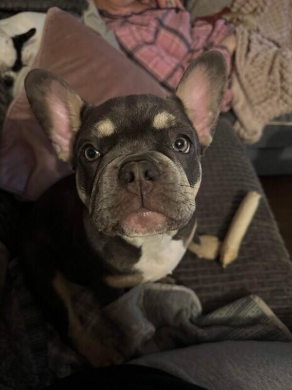 Hund - Ines  fransk bulldog valp 5mn