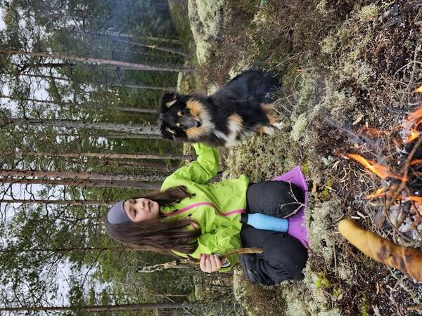 Hund - Shetland sheepdog Alfred