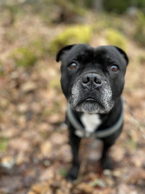 Hund - Straffen Walter