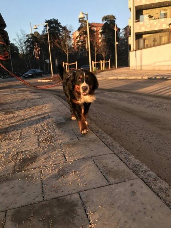 Hund - Berner Sennen Nikki 