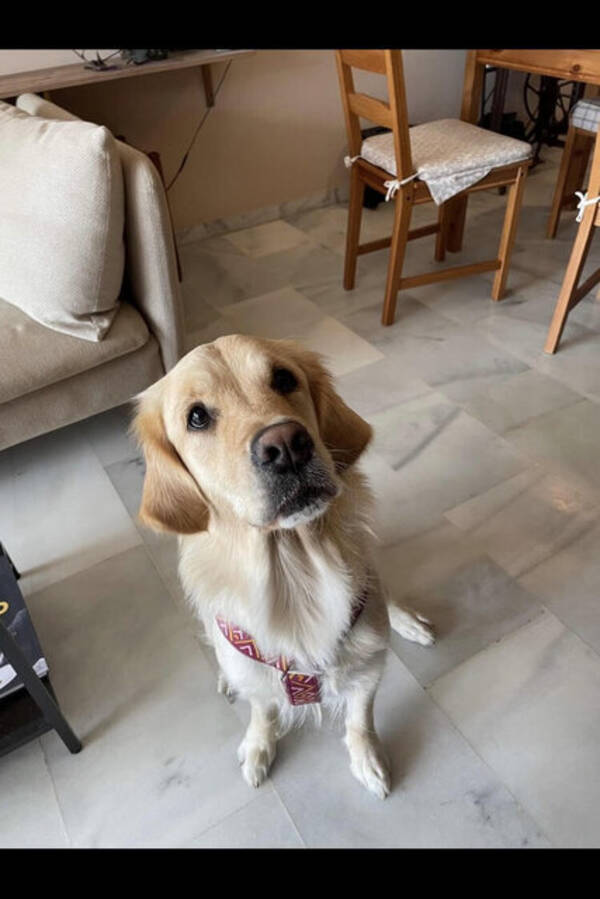 Hund - Min hund Fia