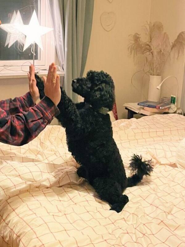 Hund - Pudel Dunphy