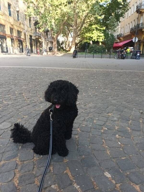 Hund - Pudel Dunphy