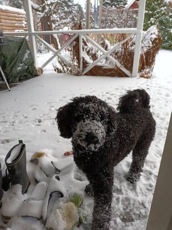 Hund - Pudel Dunphy