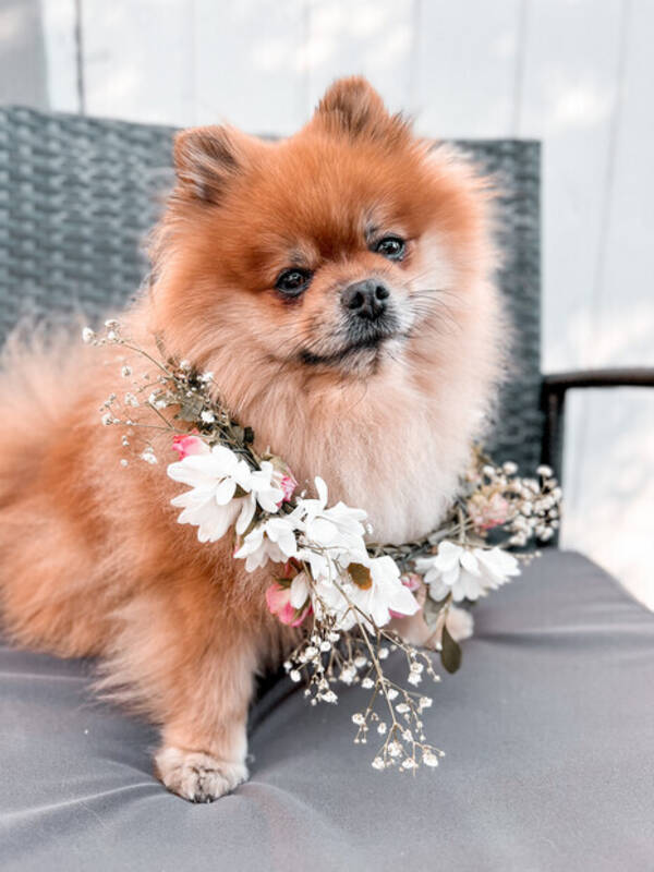 Hund - Pompom Ralph Hund - Pompom Ralph