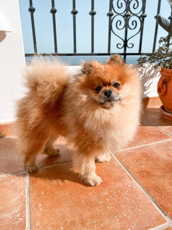 Hund - Pompom Ralph Hund - Pompom Ralph