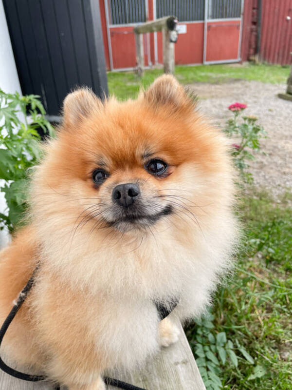 Hund - Pompom Ralph