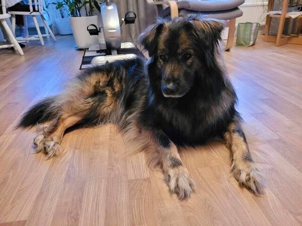 Hund - Molly