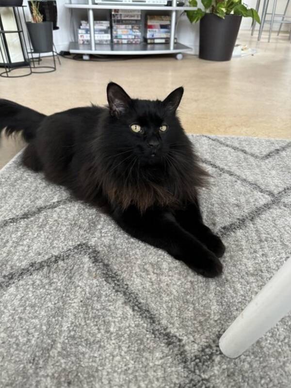 Katt - Sune