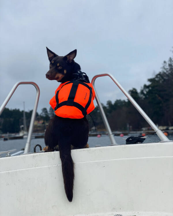 Hund - Migo Australien Kelpie