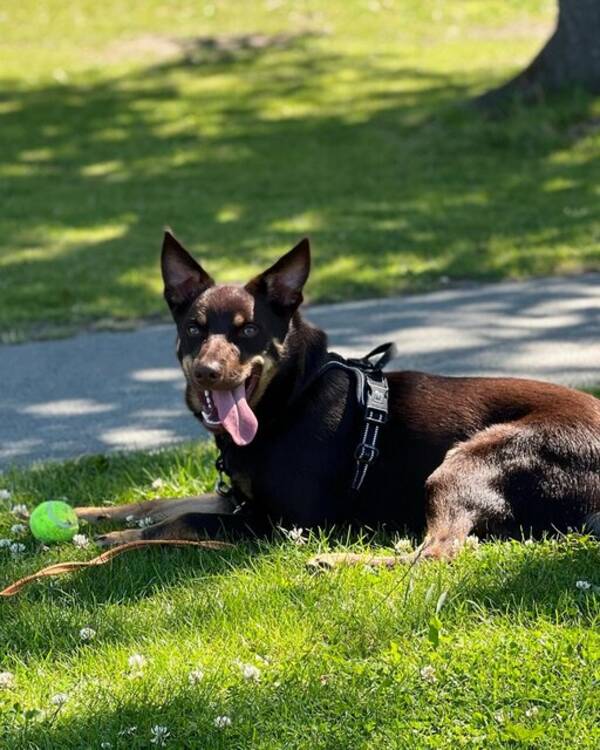 Hund - Migo Australien Kelpie