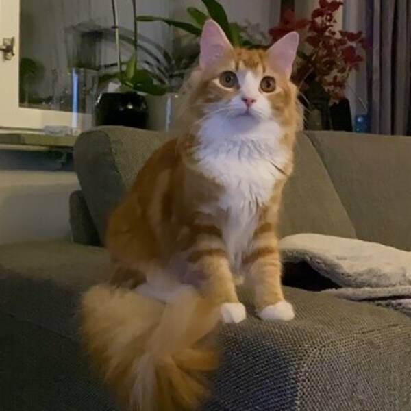 Katt - Blandras, lnghrig 
