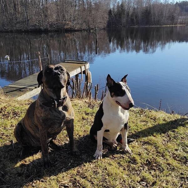 Hund - Bulle og Medusa