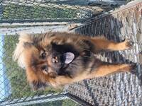 Eurasier Sunny