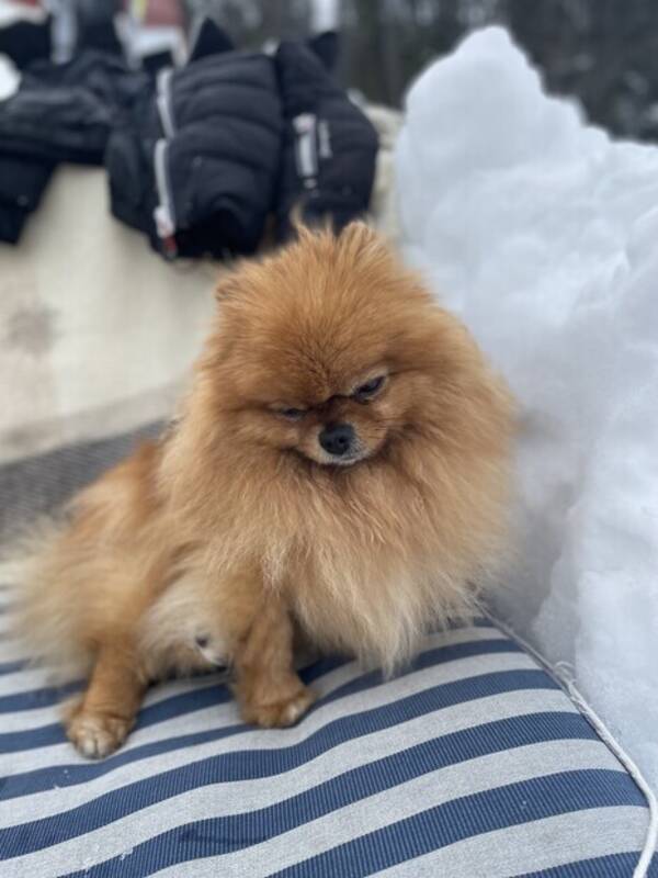 Hund - Poppy 