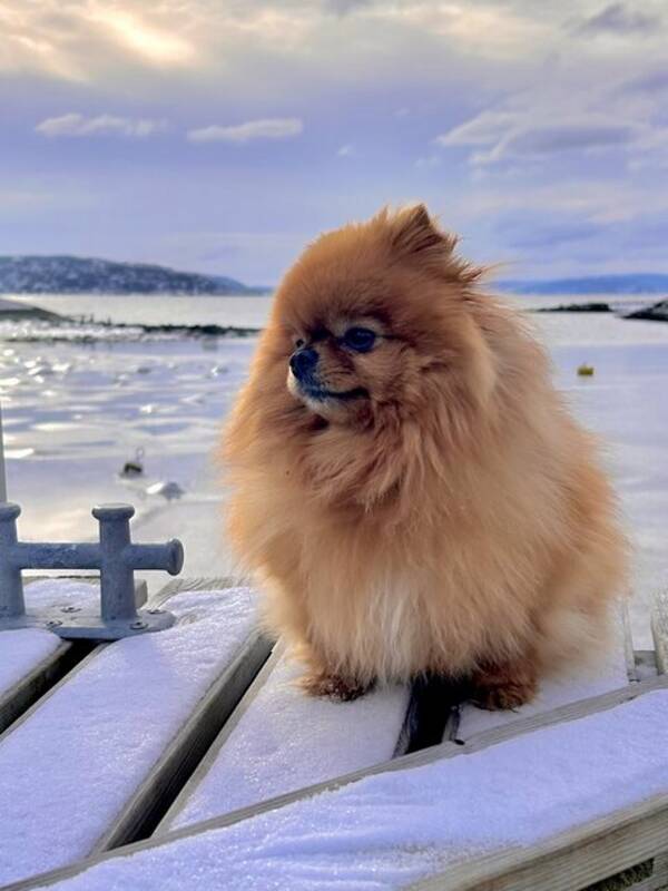 Hund - Poppy 