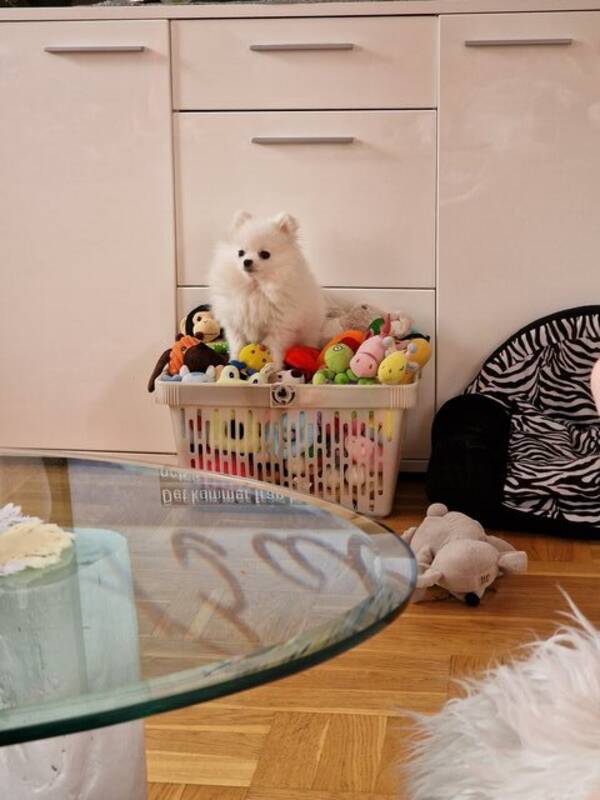 Hund - Pomeranian vit