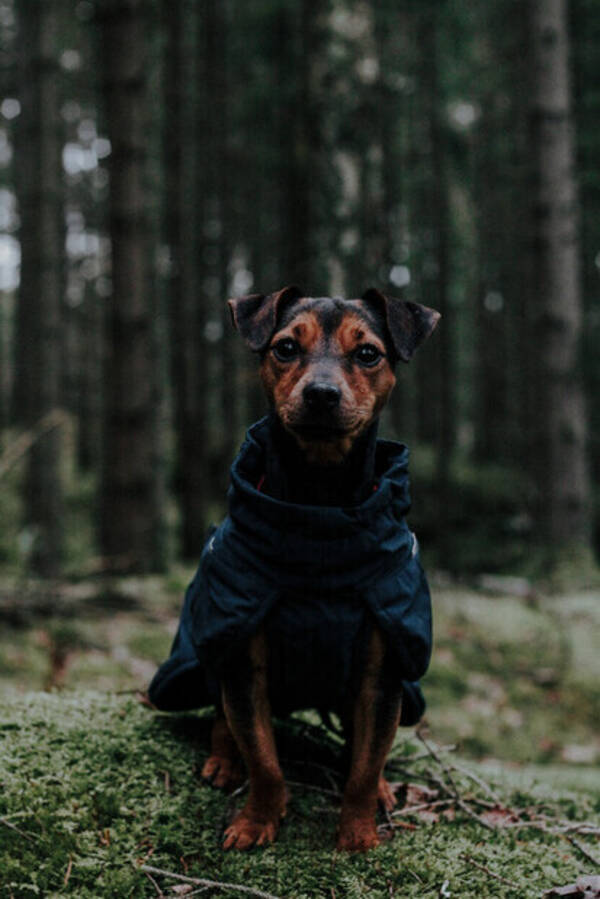 Hund - Bella