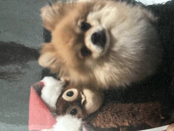 Hund - Pomeranien 