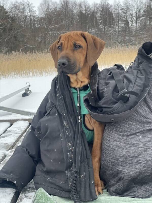 Hund - Rhodesian ridgeback