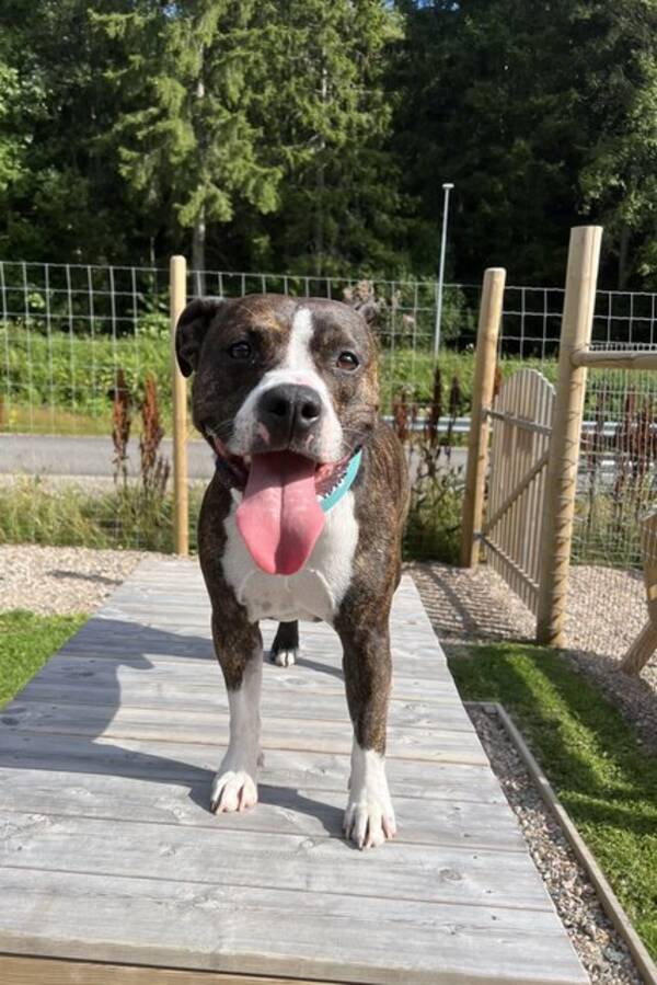 Hund - American Staffordshire Terrier 