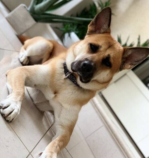Hund - Tyson