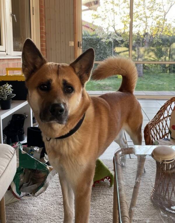 Hund - Tyson