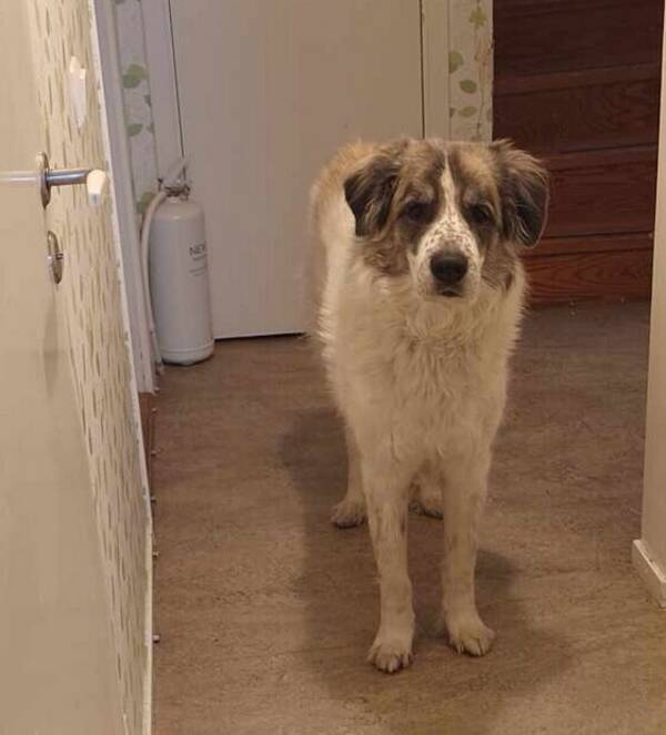 Hund - Leonberger och Pyreneer 