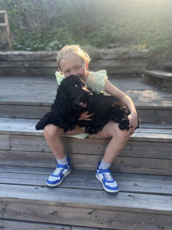 Hund - Cocker Spaniel, Salto Hund - Cocker Spaniel, Salto