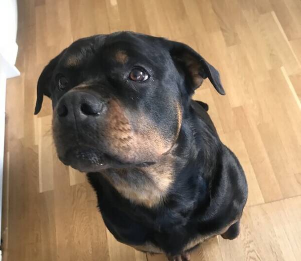Hund - Rottweilern Mädchen 