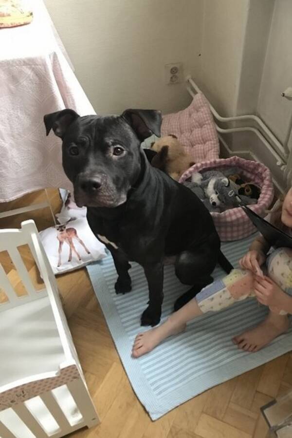 Hund - Tywyll- pitbull 
