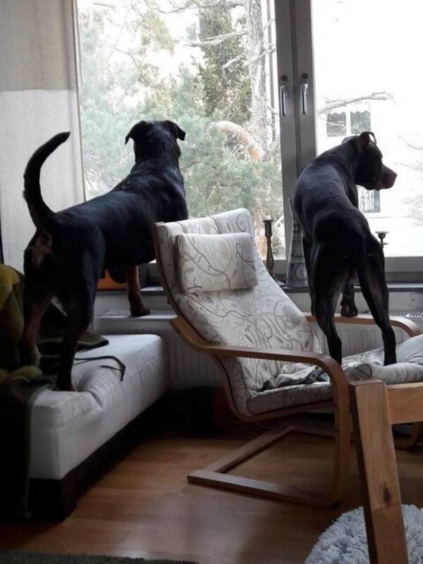 Hund - Rottweilern Mädchen 
