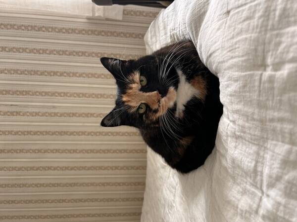 Katt - Katten Elsa