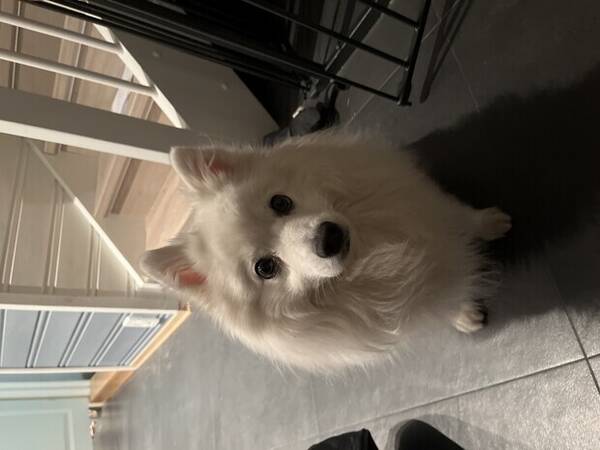 Hund - Japansk spisshund