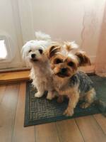 ,Malteser og yorkshire terrier 