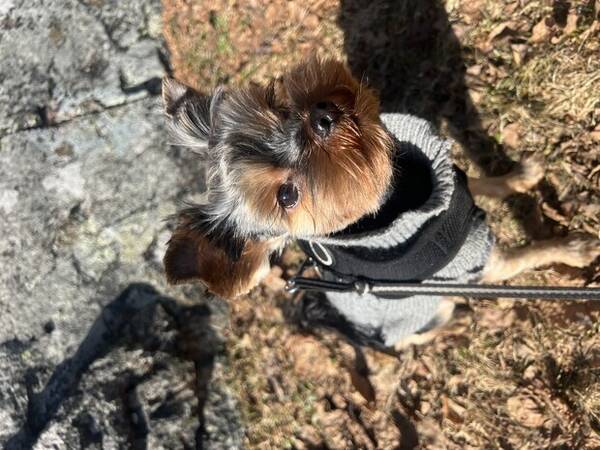 Hund - Yorkshire terrier 