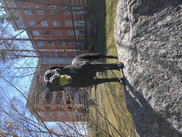 Hund - Svart labrador 