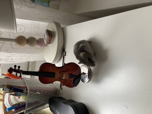 Övrigt - Hamster Doris